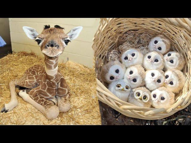 AWW Animals SOO Cute! Cute baby animals Videos Compilation cute moment of the animals #7