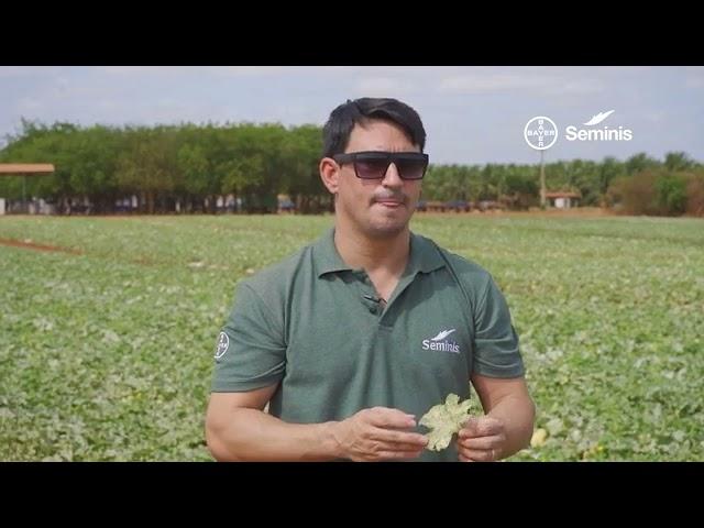 کشت خربزه در هلند.                       Melon cultivation in the Netherlands