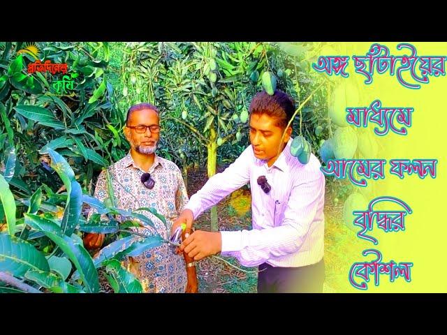 আম গাছের ডাল কাটিং ||আম গাছ থেকে অধিক ফল পেতে আম সংগ্রহের পর করনীয়||