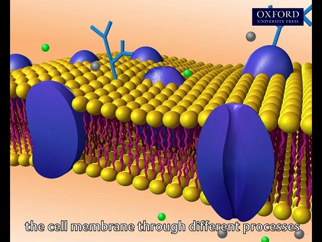 Animation 3.1 Diffusion