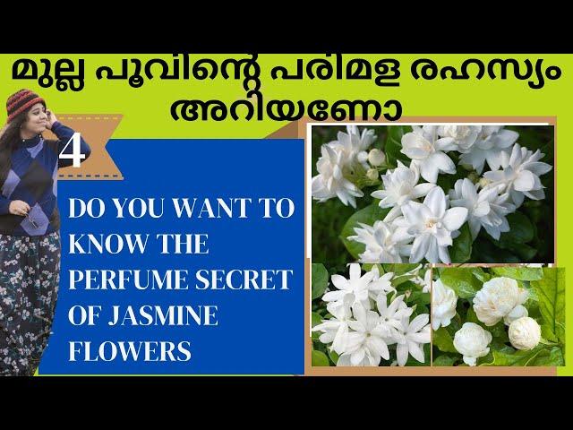 മുല്ലപൂവിന്റെ പരിമള രഹസ്യം / Do you want to know the perfume secret of jasmine?