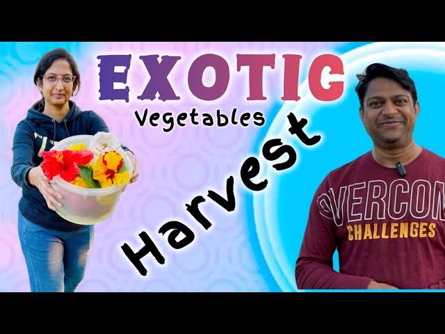 Broccoli, Knol khol & Lettuce Harvest | బ్రోకోలి, నోల్ కోల్, లెట్టుస్ Harvest | Asheera with Puppies