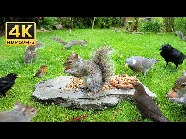 [NO ADS] Cat TV: Videos for Cats  Birds & Squirrels Gather for a Rock Feastival ️ Birds to Watch