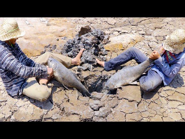 Find Secret Hole Fish In Dry Season | They Caught Giant Fish From UNDERGROUND Dry Mud