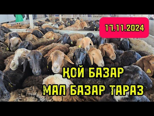 ҚОЙ БАЗАР 17.11.2024 МАЛ БАЗАР ТАРАЗ