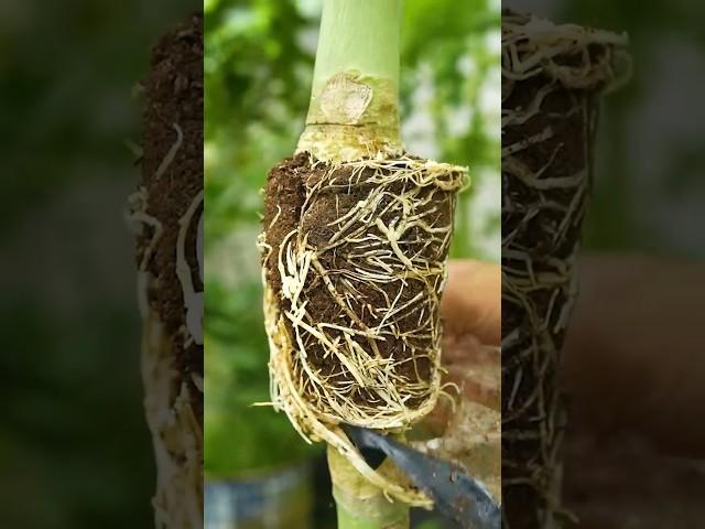 How to grow papaya trees! easy method of propagating papaya tree by air layering #papaya #gardening