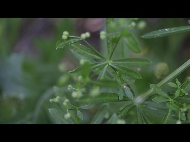 CATCHWEED BEDSTRAW (Galium aparine)