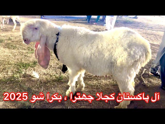 All Pakistan kajla & Bakra show 2025 || Haji goat farm || Faisalabad Bakra Mandi || Qurbani 2025