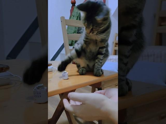 #cat #funny