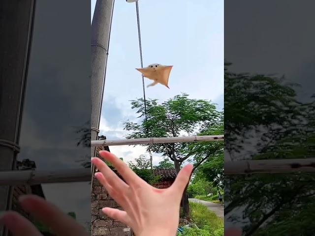 Flying squirrel 