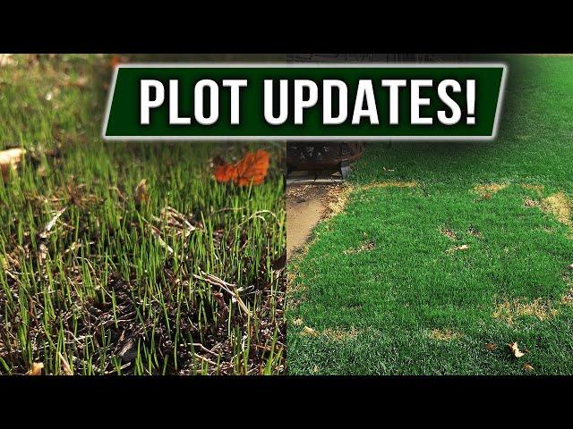 Will Neighbor's Overseed Survive FROST? +Test Plot Updates!