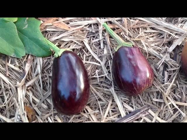 When to Harvest Your Eggplants