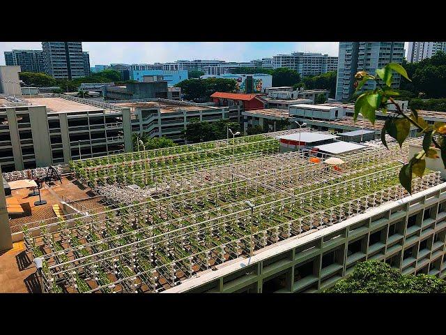 Singapore’s Bold Plan to Build the Farms of the Future