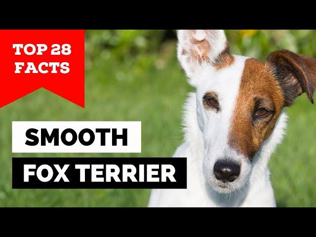 99% of Smooth Fox Terrier Dog Owners Don't Know This