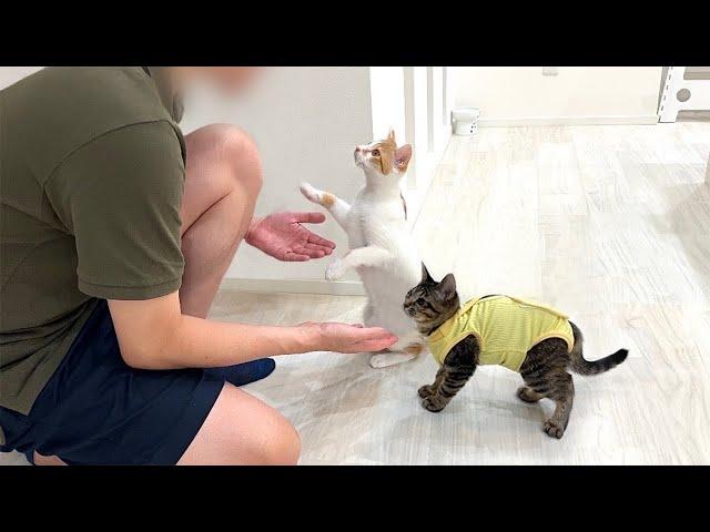 里親になる父が保護した子猫たちと初めて対面したらまさかの展開になりました…