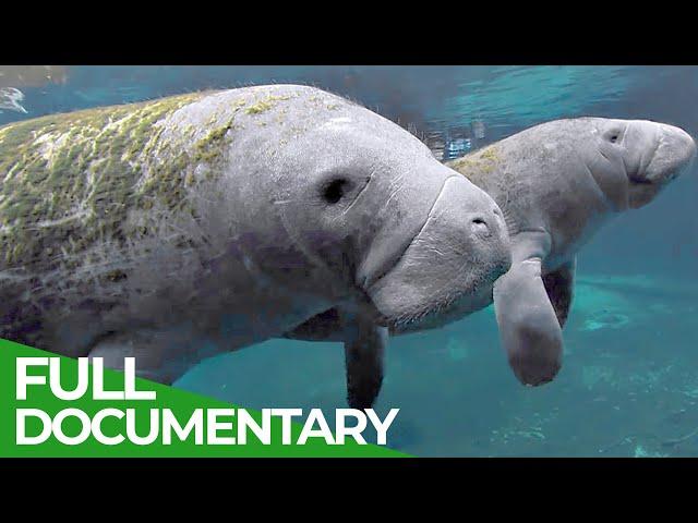 Manatees and Dugongs in Danger | Blue Realm | Free Documentary Nature