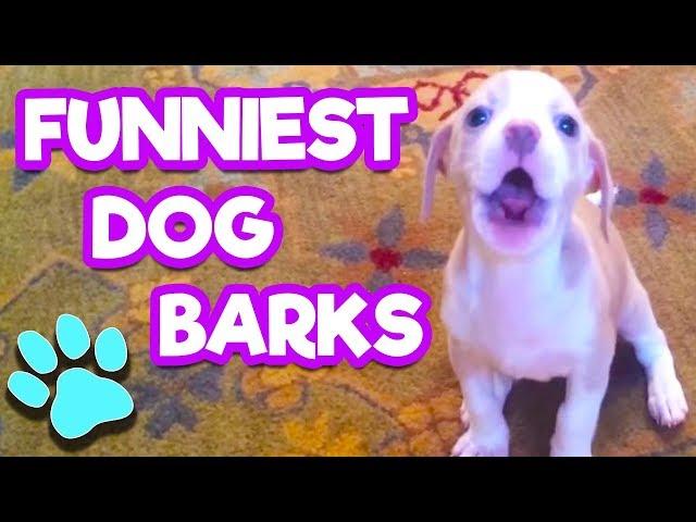 The Funniest Dog Barks You've Ever Heard | Try Not To Laugh | #thatpetlife