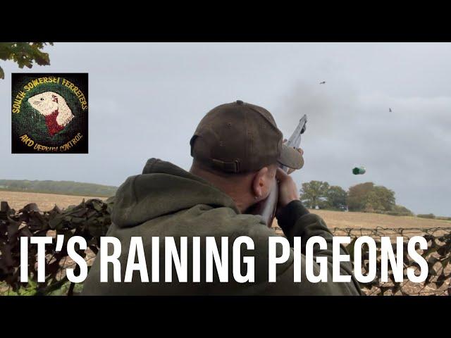 It’s raining pigeons-pigeon shooting