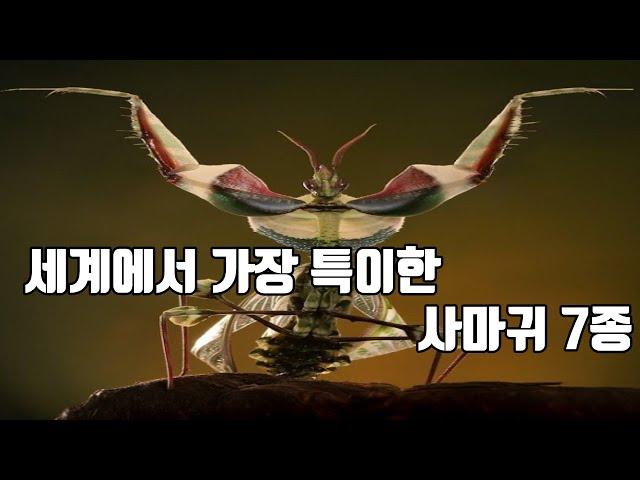 세계에서 가장 특이한 사마귀 TOP 7