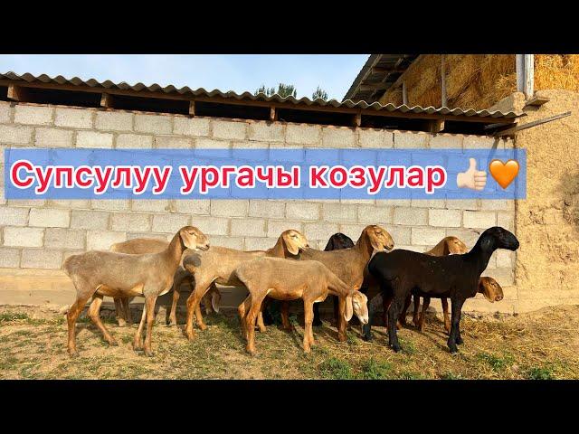 сулуу УРГАЧЫ козулар сатыкка чыкты!!