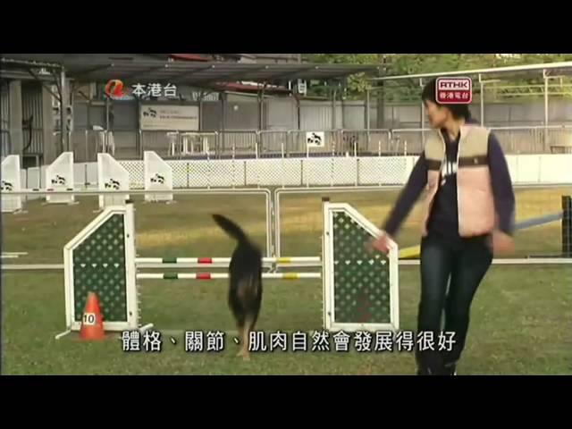 RTHK 香港故事 內有愛犬  『唐狗篇』A