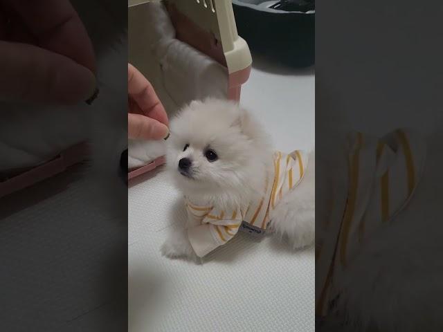 귀여운 새끼강아지 기다려 교육 예쁜 아기포메