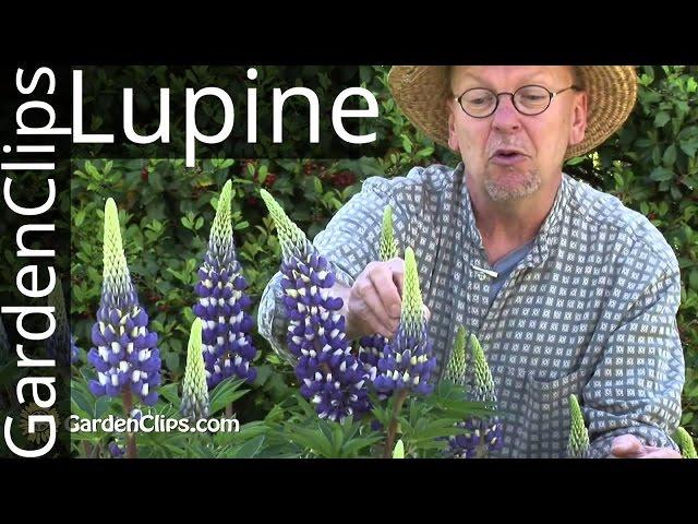 Lupine - Lupinus species - How to grow Lupines #lupine