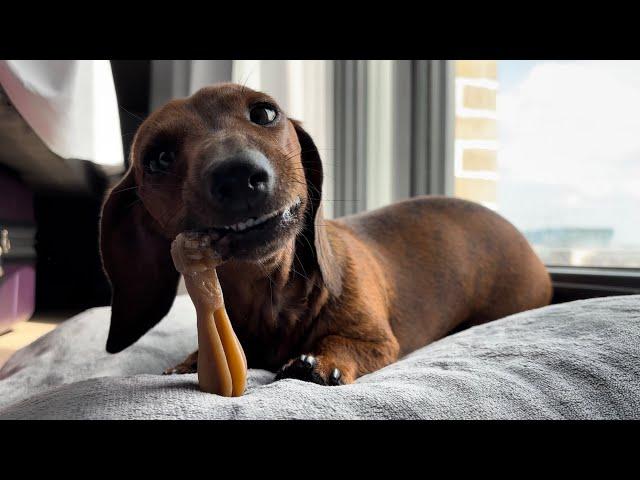 Mini dachshund enjoys some Irish weather