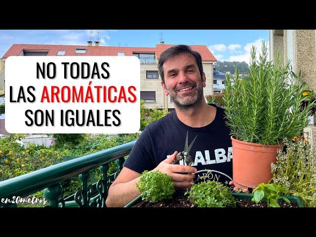 CÓMO PLANTAR BIEN AROMÁTICAS: haz macetas de aromáticas compatibles || en20metros