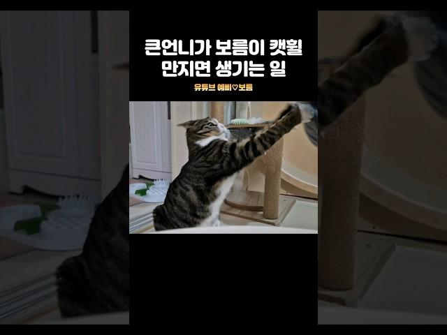 이후로 캣휠을 못 만지게 되었습니다