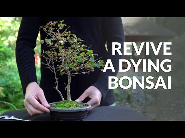 Revive a Dying Bonsai