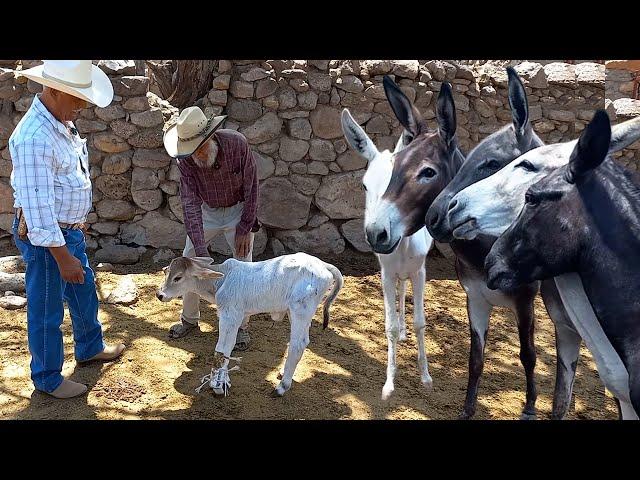 Ustedes SERAN MACHOS pero YO SOY BURRO | Criadero de burros