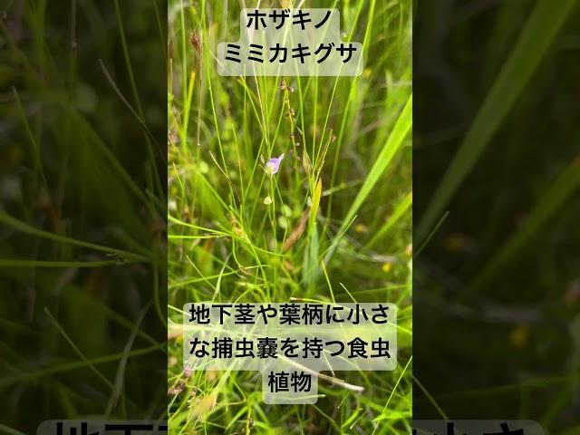 ホザキノミミカキグサ(穂咲の耳掻草) #タヌキモ科 #植物 #食虫植物 # blue_bladderwort #Utricularia _aerulea #花言葉