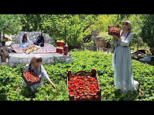 First Strawberry Harvest in the village! Making Strawberry Jam & Cake! Village Life