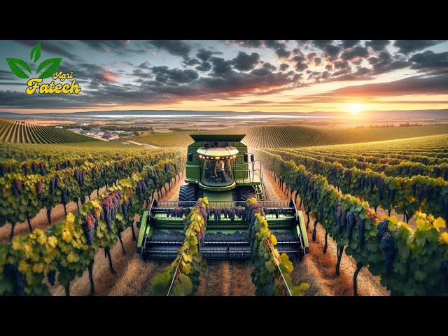 The Most Modern Agriculture Machines That Are At Another Level, How To Harvest Grapes In Farm ▶1