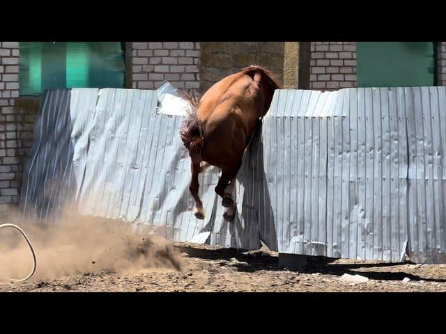 Обучение лошади.Храм всех религий Казань.Часть 3 Корэш на лошадях