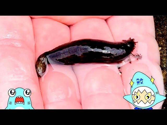 ナマコを探しに行こう！サメニンと生き物観察アニメ