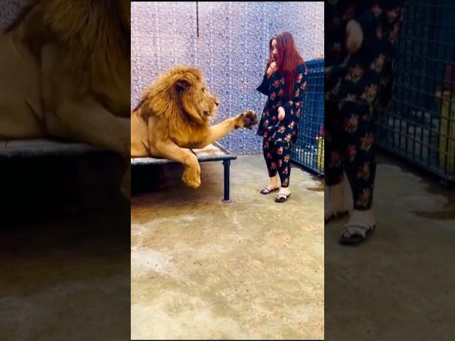 Sher Sa Panga Not......  #lion #animals #ytshorts mian saqib #petlover #tiger