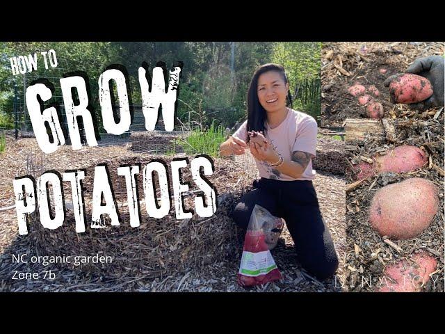 HOW TO GROW POTATOES  • NC Organic Garden zone 7b