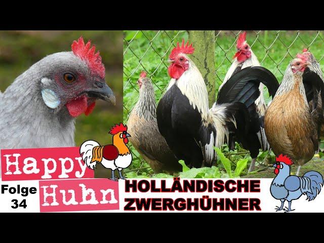 The fancy Dutch bantam chickens - Now with English subtitles! #chickenbreeds #hollandsekriel #kriel