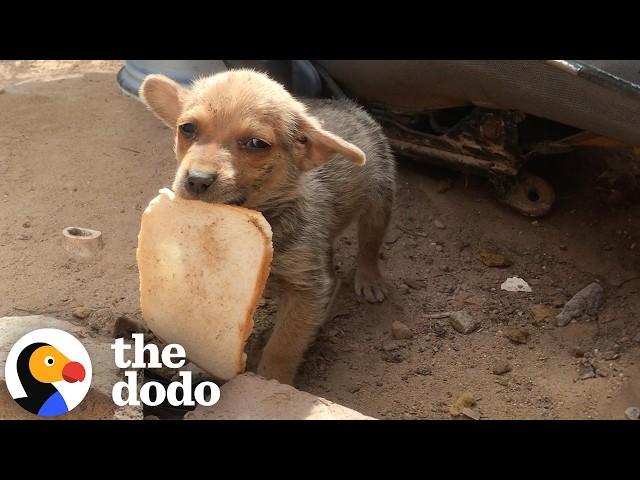 3 Incredible Rescue Dog Transformations | The Dodo