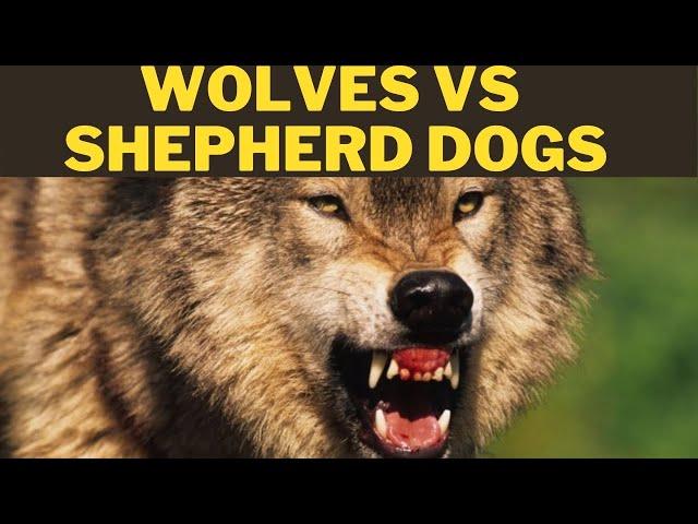 GREY WOLVES VS LGD SHEPHERD DOGS - Interview with Laszlo Bartha ethologist! DogCastTv