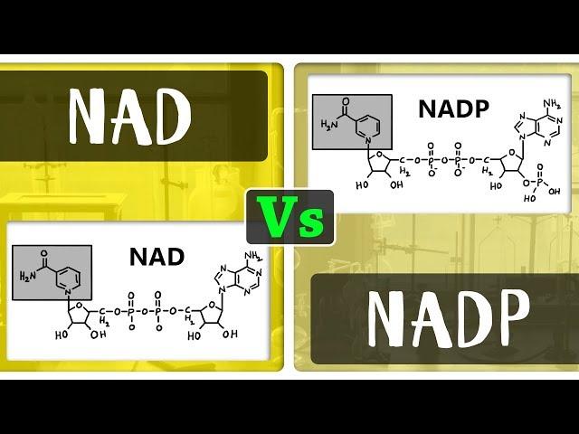 What is the Difference Between NAD and NADP | Chemistry Concepts