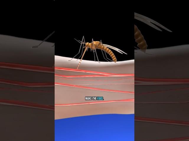 How mosquito bites REALLY work