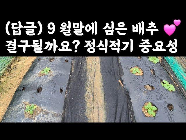 (답글) 배추 9월말에 심은 것 결구될까요?  정식적기 중요성