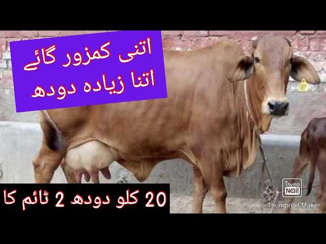 سب سے زیادہ دودھ والی گائے 0.02