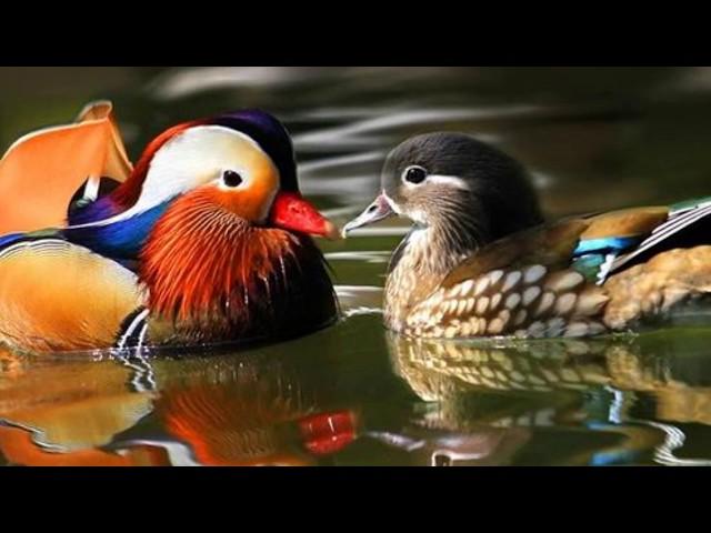 Top 10 most Beautiful birds in the Earth , 世界上最美丽的10 种鸟