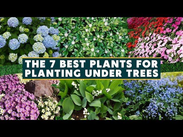 7 Best Plants for Planting Under Trees 