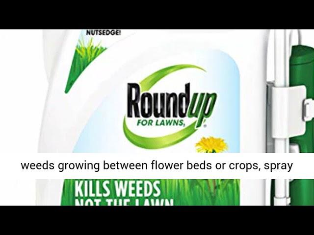 Spectracide vs Roundup: Which Brand Works Better?