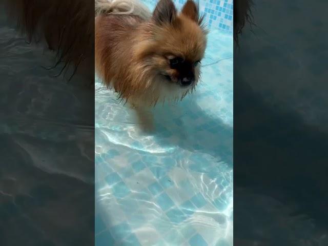 #shorts #short #pomeranian #swimming #swimmingpool #piscine #dog #love #pomeranian #pomeranianpuppy